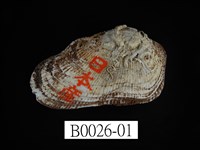 藏品(鬍魁蛤(布紋蚶))的圖片